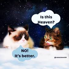Download hd sad wallpapers best collection. Remembering Lil Bub Out Of This World Celebrity Cat Muse Cat Wisdom 101 Everything Feline Since 2011