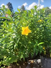 Image result for Allamanda