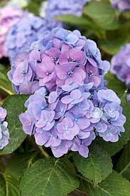 Hydrangea Hydrangea Flower Beautiful Flowers Amazing Flowers