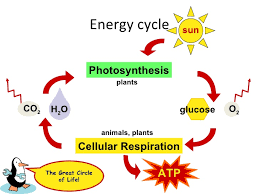 Comparing Photosynthesis And Cellular Respiration Lessons