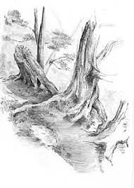 Graphite Pencil Drawings By Diane Wright Tree Drawing Landscape Drawings Graphite Drawings
