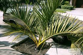 Image result for Monopsis decipiens