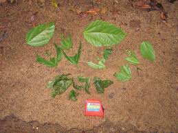 Image result for Allophylus congolanus