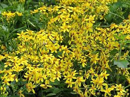 Image result for Asterochaete