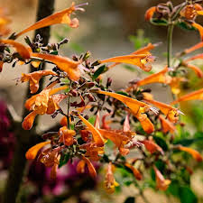 Image result for Astropanax goetzenii