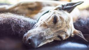 These are questions we don't lik. Rescue Pets And Greyhounds For Seniors Australian Seniors