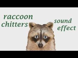 Animal sounds recordings of wildlife & animal calls. The Animal Sounds Raccoon Chitters Sound Effect Animation Animal Sounds Animals Animated Animals