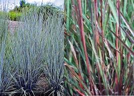 Image result for Andropogon pseudapricus