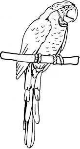They are the most intelligent of birds and some of them can mimic human speech. Pirate Parrot Coloring Page Download Print Online Coloring Pages For Free Color Nimbus Parrot Coloring Page Bird Coloring Pages Pirate Coloring Pages