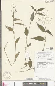 Image result for Aneilema umbrosum