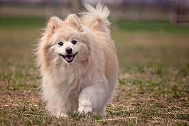 According to the 2021 emmy award nominations, it is. How Much Do Pomeranians Cost Price Of Pomeranians Petslok