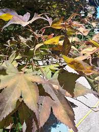 Unsightly calluses and sunken areas on maple tree trunks and bark are caused by canker diseases. Omg I Killed My Japanese Maple High Hand Nursery