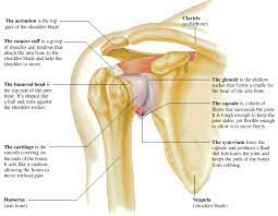 As the name implies, the rotator cuff functions to allow you to rotate your shoulder and lift your arm. Common Injuries Of The Shoulder