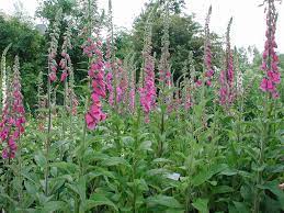 Vingerhoedskruid (digitalis purpurea) is een meerjarige plant die in steden zelfs spontaan kan groeien tussen de straatstenen. Digitalis Purpurea Gewoon Vingerhoedskruid Zaden Hortus Alkmaar