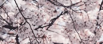 If you have any suggestions for backgrounds which i've missed, please feel free to link me to the background in the comments with the name of it. Gif Cherry Blossom Animated Gif On Gifer