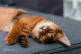 The new cat is seven months old. How To Introduce A Third Cat Off 70 Www Usushimd Com
