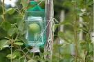 Image result for ‫چگونه یک گلابی را داخل بطری کنیم‬‎