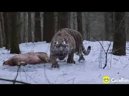 More images for naga vs harimau » Story Wa Harimau Vs Naga Lagu Mp3 Mp3 Dragon