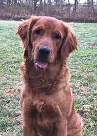 We begin training puppies at 4 weeks old. Bounderhill Goldens Golden Retrievers Dark Red Golden Retrievers Field Golden Retrievers Hunti Red Golden Retriever Puppy Red Retriever Red Retriever Puppy