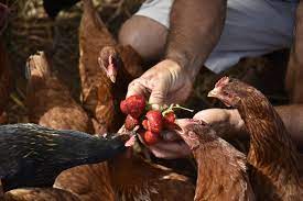 Spray both sides with olive oil then season both sides with salt, then cut side with garlic powder and paprika. The Definitive List Of Chicken Treats What Can Chickens Eat