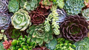 Check spelling or type a new query. Your Total Guide To Succulents Stylecaster