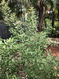 Image result for Vitex trifolia