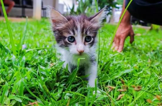 O Centro de Controle de Zoonoses (CCZ) de Rio Branco mantém disponíveis  para adoção 65 animais, entre cães e gatos adultos e filhotes. Do total,  são 11 gatos adultos e seis filhotes,
