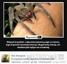 Sicarius hahni sicarius hahni 3. Najbardziej Jadowity Pajak Na Swiecie