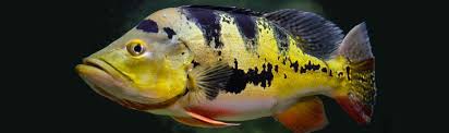 Guyana, surinam, ve fransız guyana'sının atlantik'e dökülen genel yorum: Butterfly Peacock Bass Cichla Ocellaris Species Profile Aquariumdomain Com