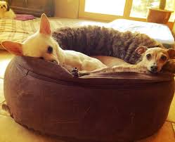 We accept all surrendered cats and dogs that need assistance, regardless of age, health status or temperament. Foster Eagle Valley Humane Society And Animal Shelter