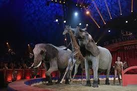 Those black camel figures are the shadows and the camels are the long white lines below the shadows. After Claims Of Animal Cruelty Can The Circus Survive Arts Culture Smithsonian Magazine