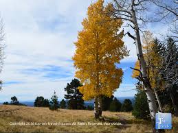 It grows at a fast rate, and under ideal conditions can be expected to live for 50 years or more. Arizona Snowbowl In The Fall Shimmering Golden Aspens Everywhere Top Ten Travel Blog