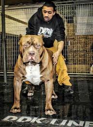 Monster Pitbulls Monster