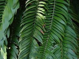 Image result for Encephalartos transvenosus