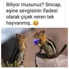 Yok Artik Panosundaki Pin