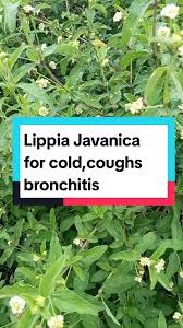 Image result for Lippia javanica