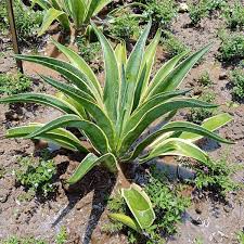Image result for Agavaceae