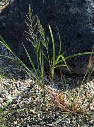 Image result for Leptochloa uniflora