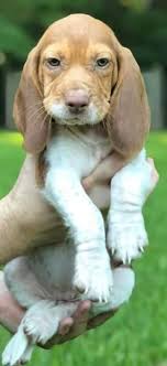 Hey all!! My dog is still missing! It's been a little over 2 weeks now🤧😥.  If anyone has any word