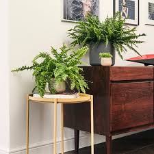 If you want a reliable and fairly easy care fern then you need look no further than a variety of nephrolepis. Boston Fern Sword Fern Indoor Plants In London Patch