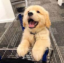 the golden retriever pups grooming goldenretrieversp goldenretriever pictures goldenretrieverpup dogs golden retriever cute puppies retriever puppy