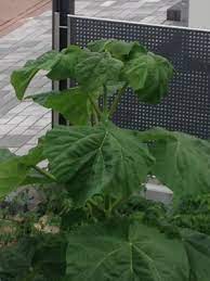 Mit grünen wänden kann man jedem grundstück, egal ob es schmal, breit oder verwinkelt ist üppige pflanzen haben übrigens ein beachtliches gewicht und erreichen nicht nur eine große. Grosse Pflanze Mit Riesigen Grunen Blattern Blauglockenbaum Pflanzenbestimmung Pflanzensuche Green24 Pflanzen Garten Forum