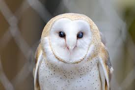 File:Barn Owl Blinking (8564898379).jpg
