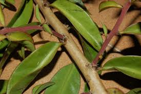 Image result for Pereskia aculeata