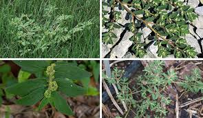 What Is Spurge Spurge Weed Identification Guide