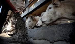La confédération paysanne de gironde organise le jeudi 5 décembre, de 13h30 à 15h30, de la venue de stéphane dinard, éleveur de dordogne, pour nous parler des abattoirs mobiles. Des Eleveurs S Organisent Pour Abattre Leurs Betes A La Ferme Plutot Qu A La Chaine Arabnews Fr