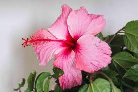 Many people find that planting hibiscus in containers outdoors is optimal, as they can be moved indoors in frost conditions. Growing Tropical Hibiscus Inside