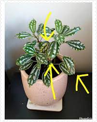Help My Aluminium Plant Leaves Tips Are Turning Brown And Dry I Don T Think They Are Over Watered Because I Only Water Them Ever Plant Leaves Plants Dry Leaf
