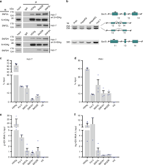 Hepatitis d is a type of viral hepatitis caused by the hepatitis delta virus (hdv), a small spherical enveloped particle that shares similarities with both a viroid and virusoid. Hepatitis Delta Virus Histone Mimicry Drives The Recruitment Of Chromatin Remodelers For Viral Rna Replication Nature Communications
