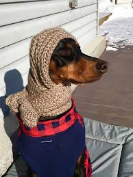 Happy New Year All Bundled Up Dachshund Clothes Doberman Dogs Doberman Pinscher